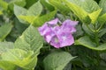 Bigleaf Hydrangea macrophylla Blue Wave, pink flower Royalty Free Stock Photo